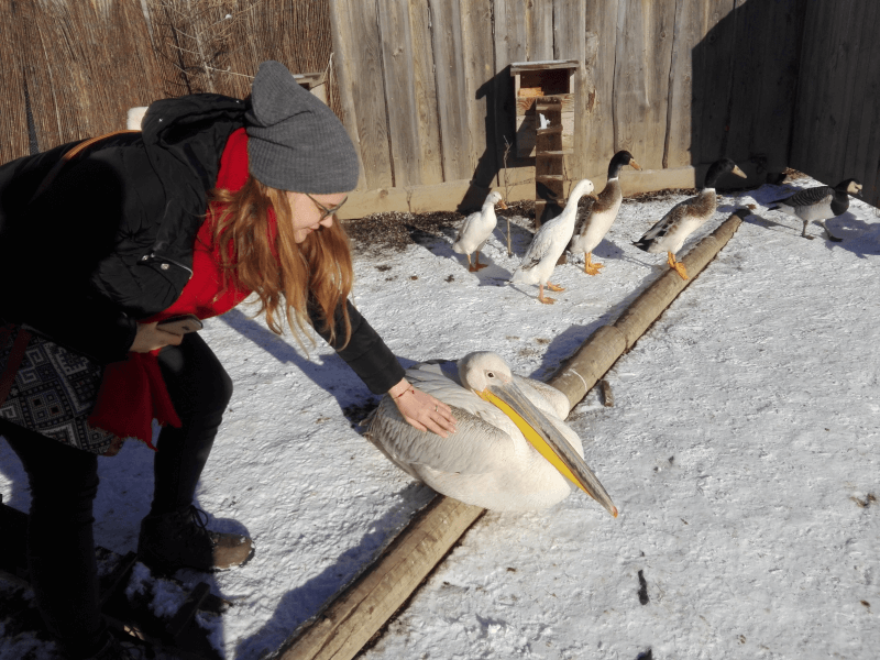 elena con abrigo negro, bufanda roja y goro gris acariciando un pelicano en el nevado zoo de contacto ante la mirada de unos cuantos patos